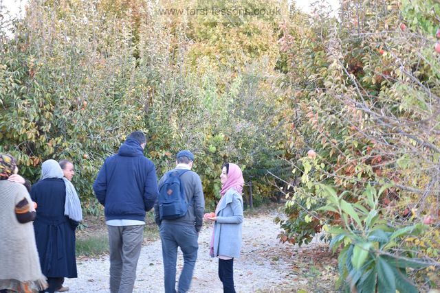 Village citrus and pomegranate gardens in Shiraz